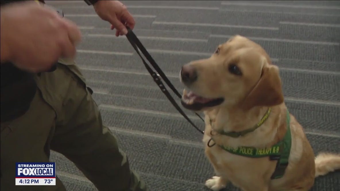 Therapy K-9 becoming well-known on the campus of USF St. Petersburg